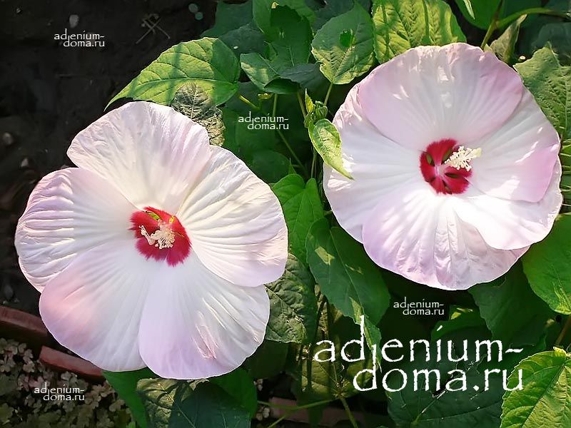Hibiscus MOSCHEUTOS BLUSH Гибискус болотный Румяный Гибискус мускусный 3