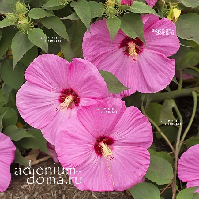 Hibiscus MOSCHEUTOS PINK Гибискус болотный Розовый Гибискус мускусный 3