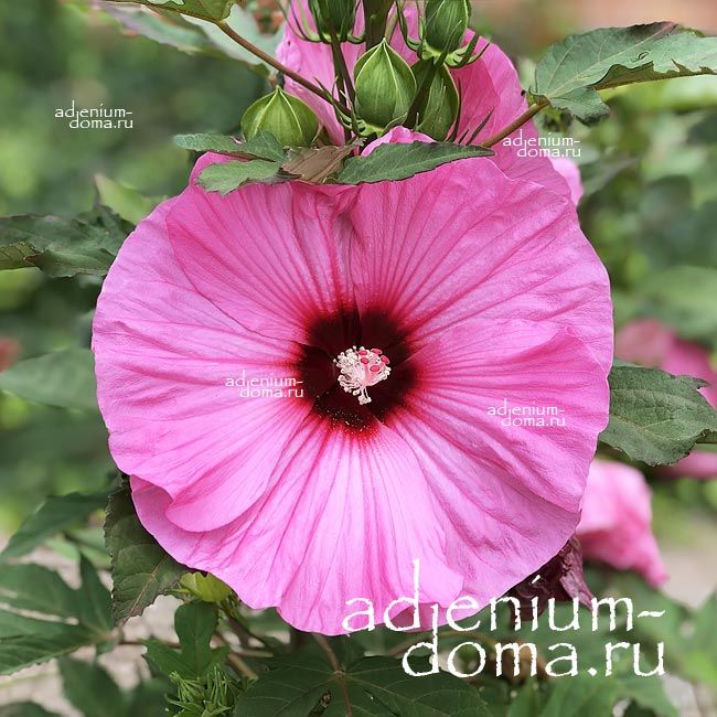 Hibiscus MOSCHEUTOS PINK Гибискус болотный Розовый Гибискус мускусный 2