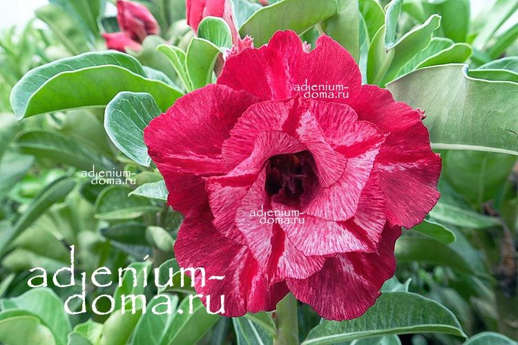 Adenium Obesum Double Flower NEW-266