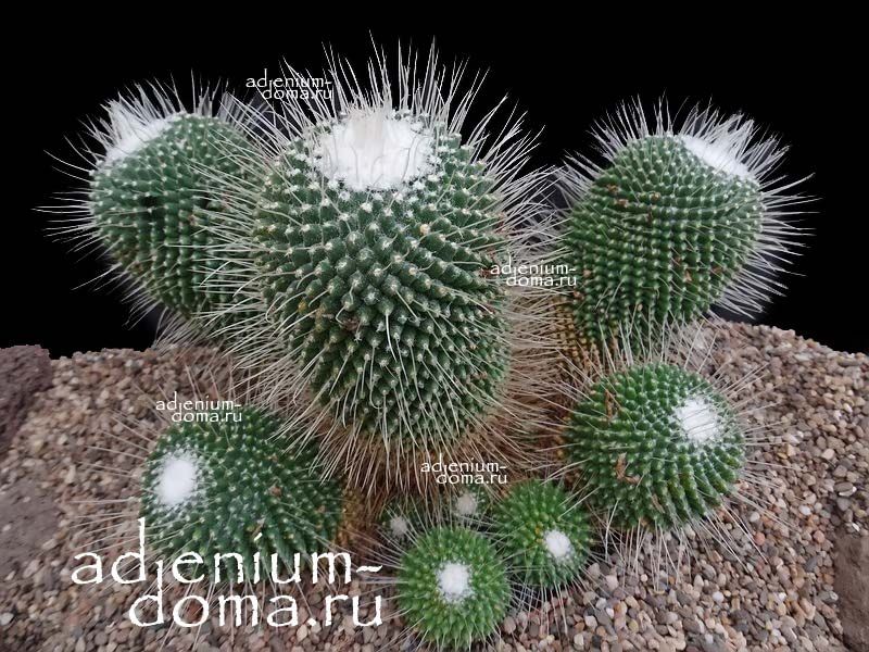 Mammillaria SPINOSISSIMA UN PICO Маммиллярия колючейшая Пик 3