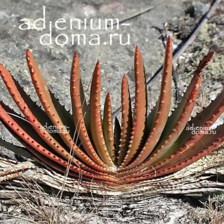 Aloe COMPRESSA 'SCHISTOPHILA' (Алоэ)