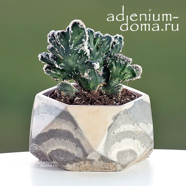 Горшок из бетона ПОЛИЭДР M 2