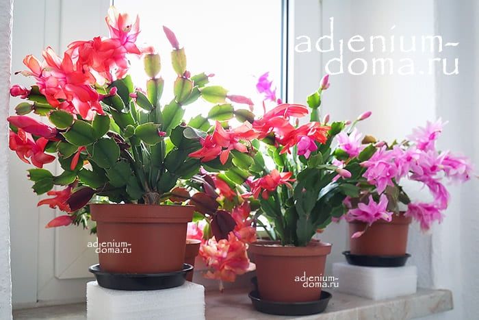 Schlumbergera TRUNCATA Шлюмбергера усеченная Zygocactus Зигокактус Декабрист Рождественник 1