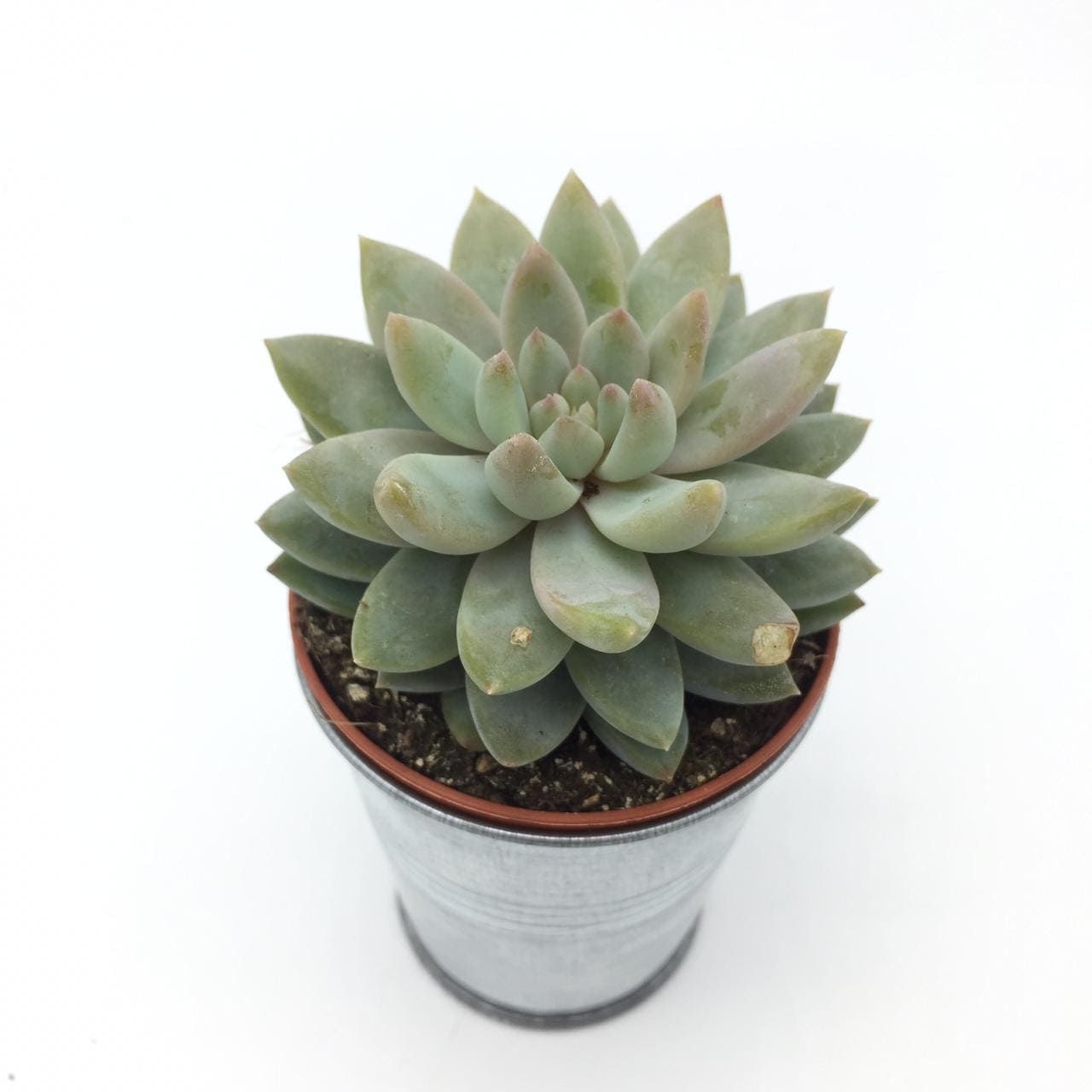 Растение ⌀ 5 Echeveria ESTRELLA (Эхеверия, Эчеверия): купить c доставкой  почтой 🌸 Адениум дома