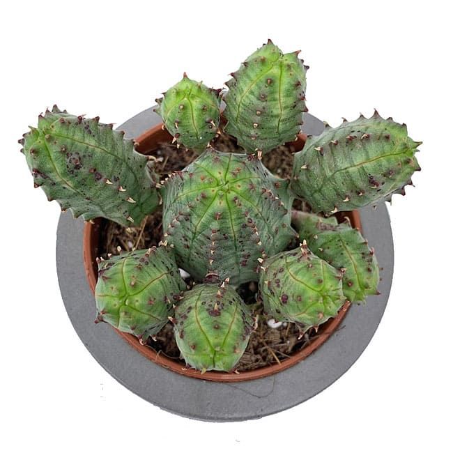 Растение Euphorbia GLOBOSA x OBESA Молочай гибридный шаровидный x тучный 2
