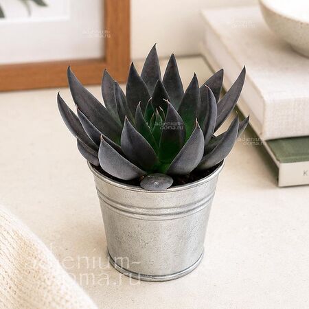 Растение ⌀ 5 Echeveria AFFINIS (Эхеверия, Эчеверия)
