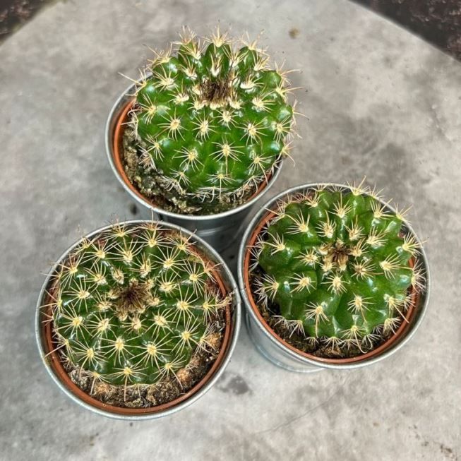 Растение Cactus MIX III Кактус 1