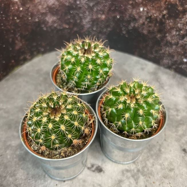 Растение Cactus MIX III Кактус 2