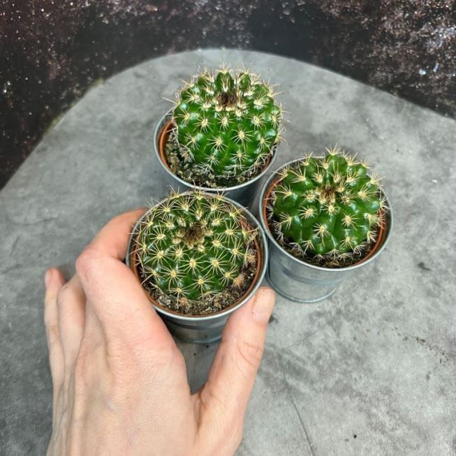 Растение Cactus MIX III Кактус 3