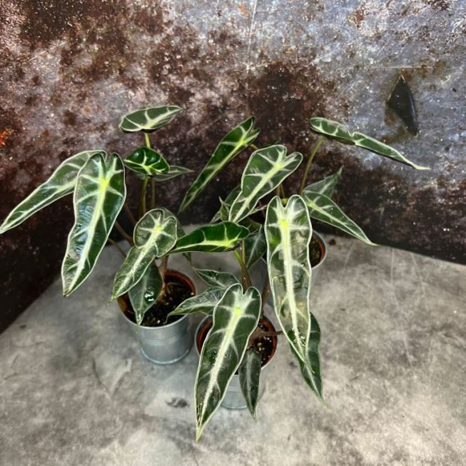 Растение Alocasia CURLY BAMBINO Алоказия Сандера Курли Бамбино 3