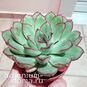 Растение Echeveria PELLUCIDA (Эхеверия, Эчеверия) 4