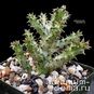 Edithcolea GRANDIS, Sagalla (Эдитколея) 3