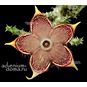 Edithcolea GRANDIS, Sagalla (Эдитколея) 4