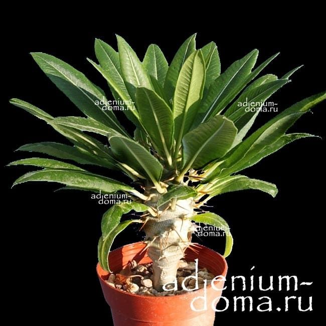 Pachypodium LAMEREI RAMOSUM Пахиподиум Ламера ветвистый 1