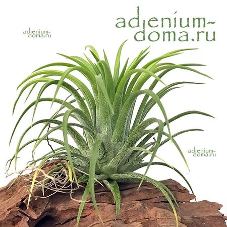 Растение Tillandsia IONANTHA 'GREEN' (Тилландсия, зеленая): купить