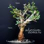 Commiphora KUA (INCISA, Коммифора) 2
