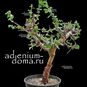 Commiphora KUA (INCISA, Коммифора) 3