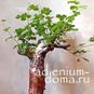 Commiphora EDULIS 'BOIVINIANA' (Коммифора) 2