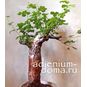 Commiphora EDULIS 'BOIVINIANA' (Коммифора) 3