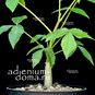Commiphora LONGIPEDECELLATA (Коммифора) 3