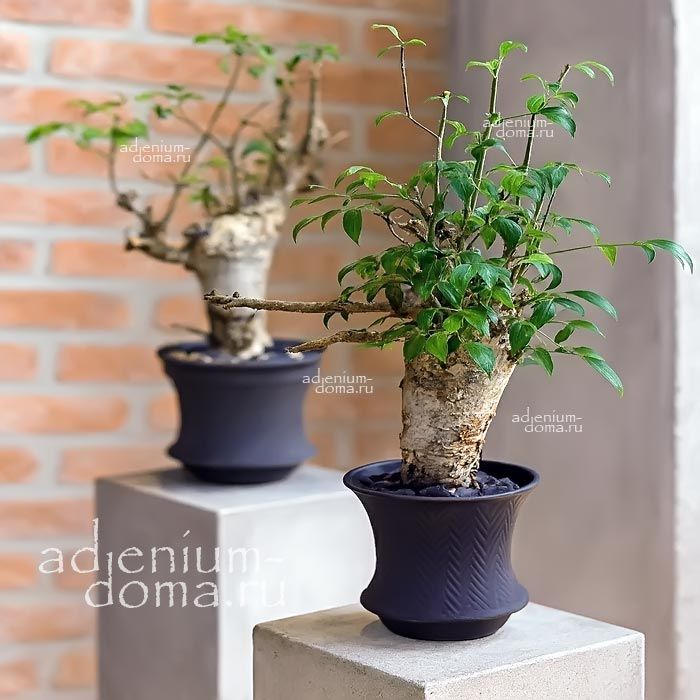 Commiphora PSEUDOPAOLI (Коммифора)