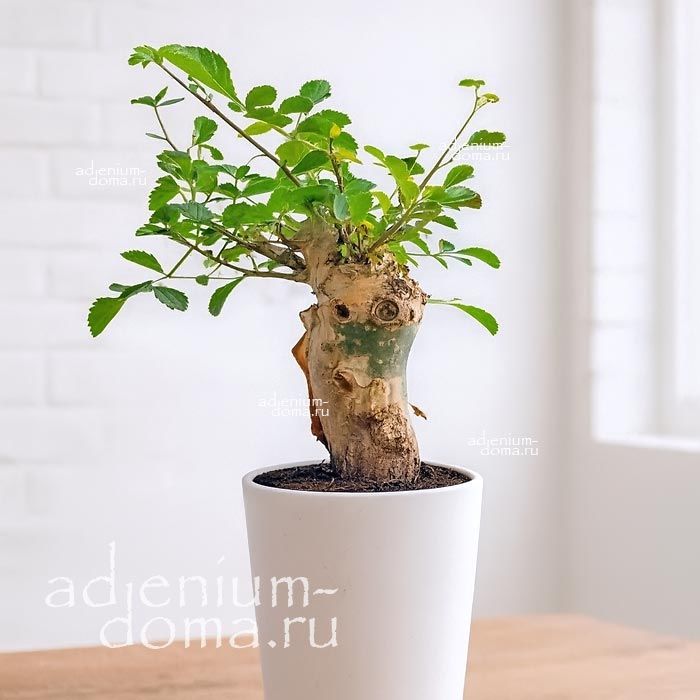 Commiphora PSEUDOPAOLI Коммифора Псевдопаоли 3