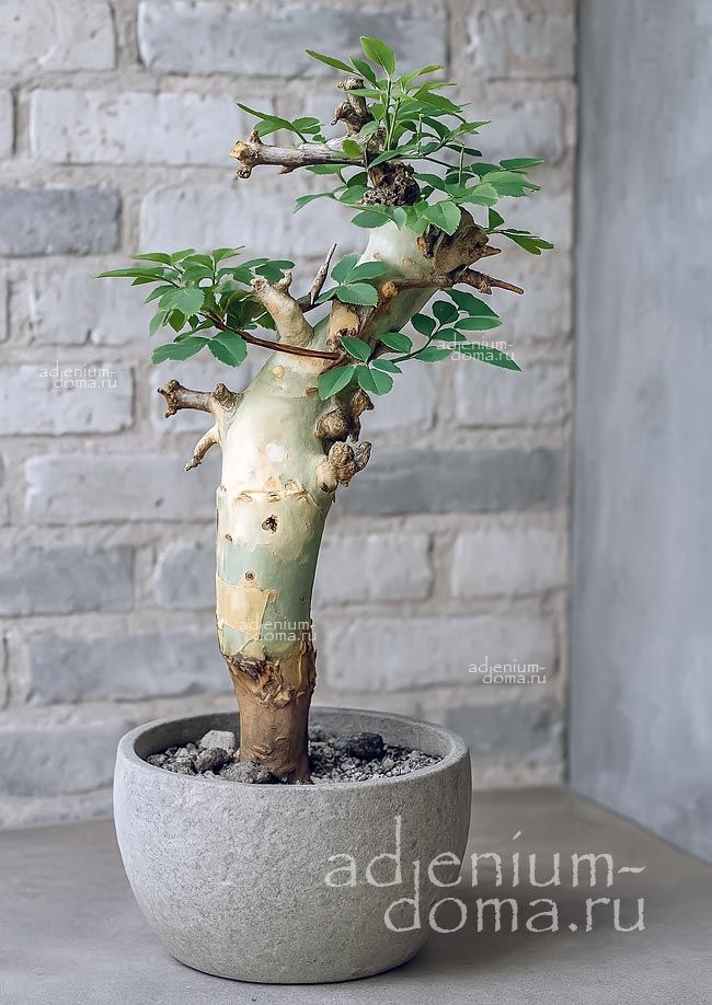Commiphora PSEUDOPAOLI Коммифора Псевдопаоли 2