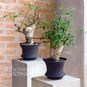 Commiphora PSEUDOPAOLI (Коммифора) 2