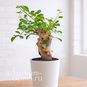 Commiphora PSEUDOPAOLI (Коммифора) 4