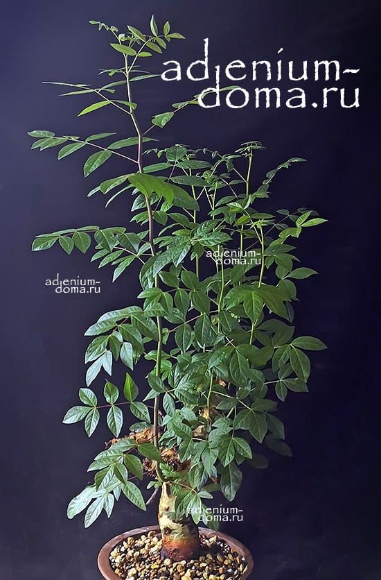 Commiphora AFRICANA GLAUCIDULA Коммифора африканская Глацидула 2