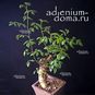 Commiphora AFRICANA 'GLAUCIDULA' (Коммифора) 2