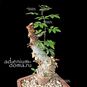 Commiphora AFRICANA 'GLAUCIDULA' (Коммифора) 3