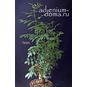 Commiphora AFRICANA 'GLAUCIDULA' (Коммифора) 4