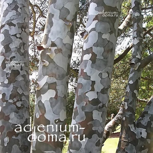 Pinus BUNGEANA Сосна Бунге белокорая 2