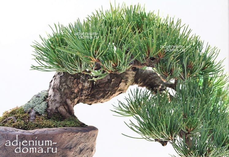 Pinus BUNGEANA Сосна Бунге белокорая 3