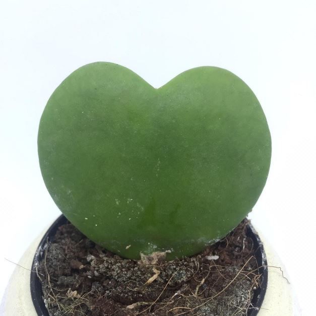 Растение Hoya KERRII Хойя Керри валентинка 2
