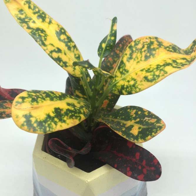 Растение Codiaeum VARIEGATUM RED BANANA Croton variegatus Кротон Кодиеум пестрый ред банана 2