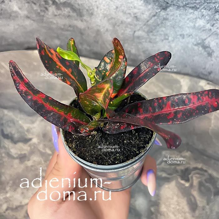 Растение Codiaeum VARIEGATUM RED BANANA Croton variegatus Кротон Кодиеум пестрый ред банана 1