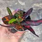 Растение ⌀ 6 Codiaeum VARIEGATUM 'RED BATIC' (Croton, Кодиеум, Кротон) 4