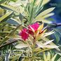 Nerium OLEANDER Variegata (Олеандр) 2