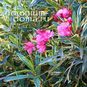 Nerium OLEANDER Variegata (Олеандр) 4
