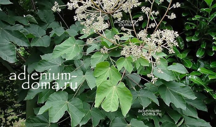 Sterculia PLATANIFOLIA Стеркулия платанолистная Firmiana SIMPLEX Фирмиана простая Китайское зонтичное дерево 3