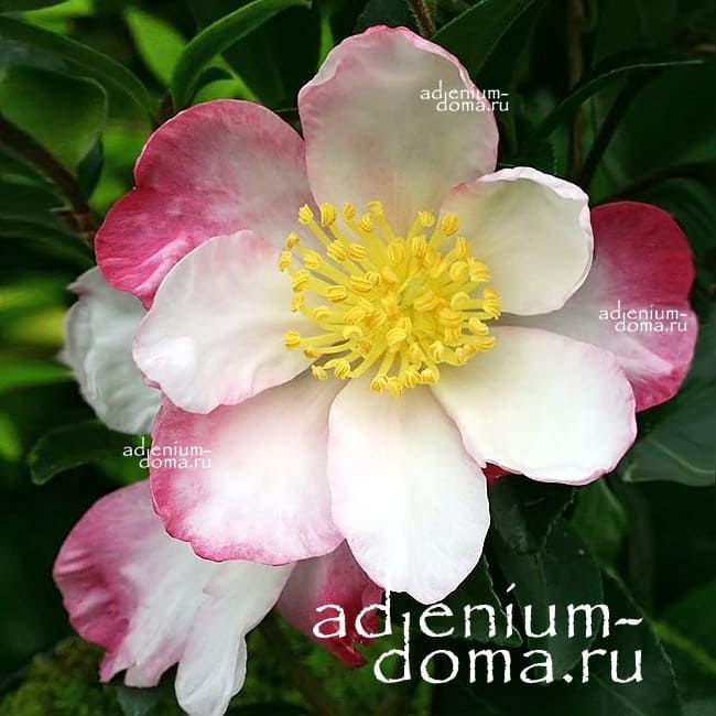 Camellia SASANQUA Камелия эвгенольная Камелия горная Сасанква 1