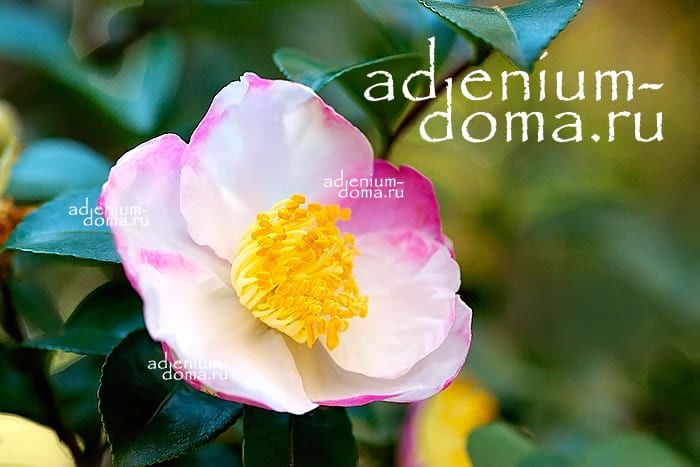 Camellia SASANQUA Камелия эвгенольная Камелия горная Сасанква 3