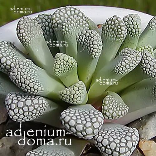 Titanopsis LUEDERITZII Титанопсис людеритский 2