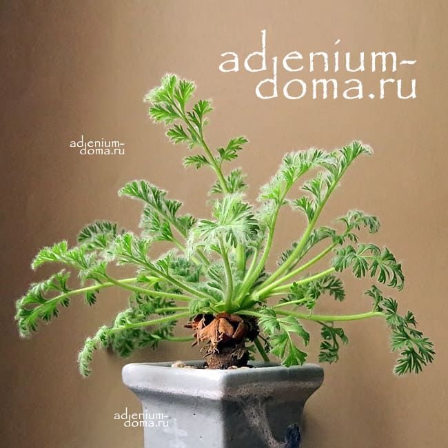 Pelargonium APPENDICULATUM Пеларгония добавочная 1