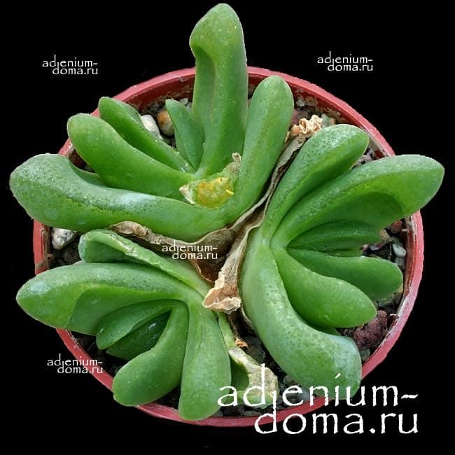 Glottiphyllum PYGMAEUM Глоттифиллум пигмейский 2