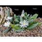 Psammophora LONGIFOLIA (Псаммофора) 4