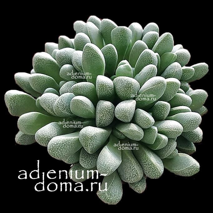 Rhinephyllum MUIRII Ринефиллум Муира 2